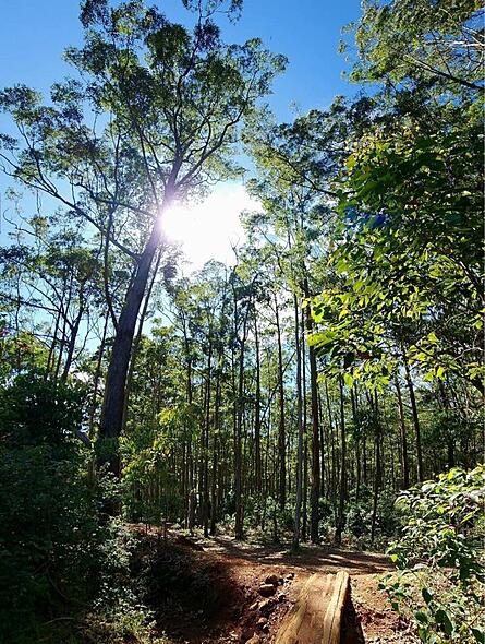 Lush forest view from Shanti Earth, showcasing the serene Western Ghats landscape surrounding the eco-retreat.